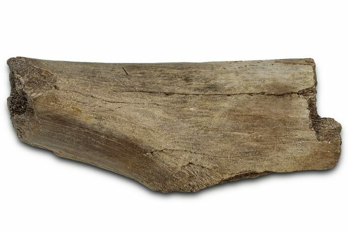 Fossil Ornithischian Dinosaur Rib Section - Montana #355106